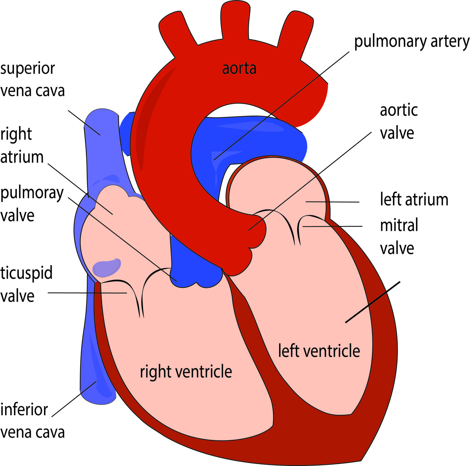 The Heart The Remarkable Organ That Powers Lifes Rhythm Tielai